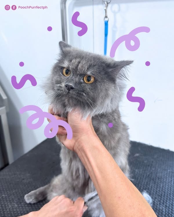 Fluffy cat being carefully handled